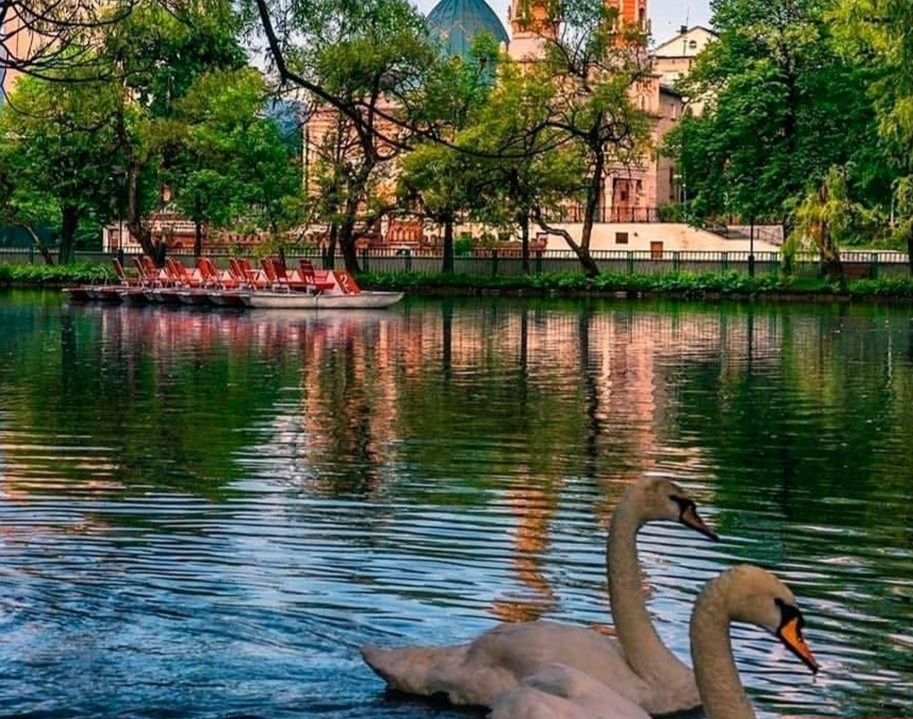 Парк с лебедями